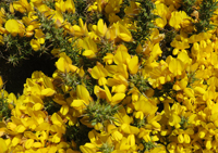 Gorse